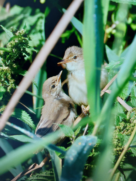 Marsh Warblers