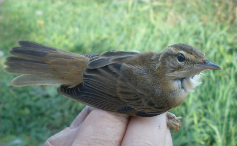 Marston Warbler