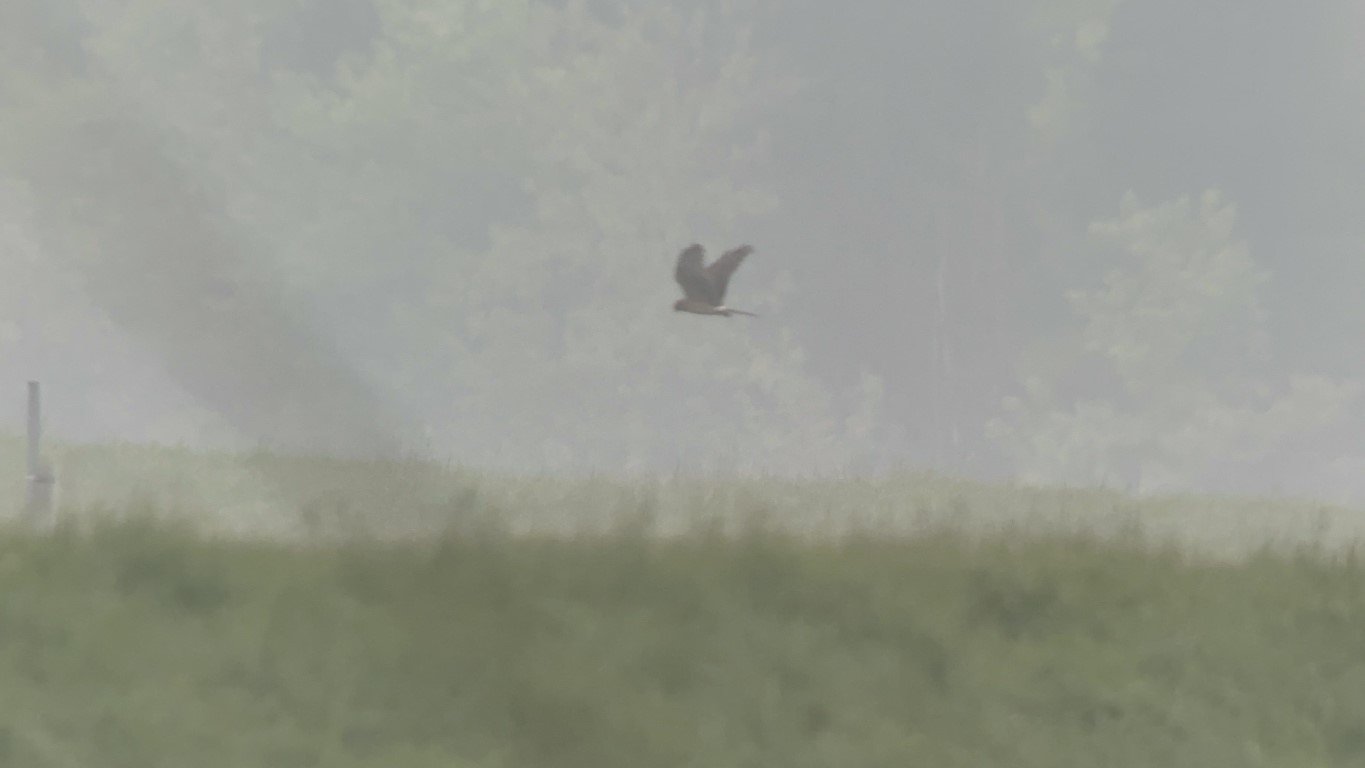 Montagus Harrier at Gib. Josh Fusiara. Medium