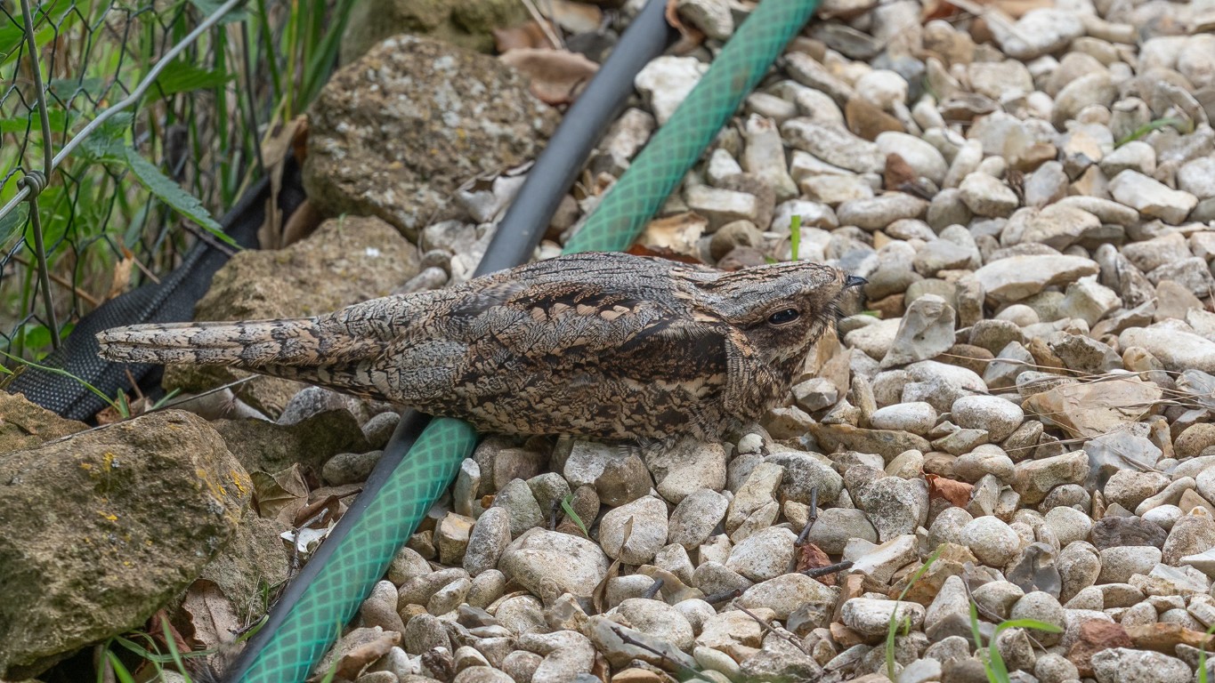 Nightjar Medium