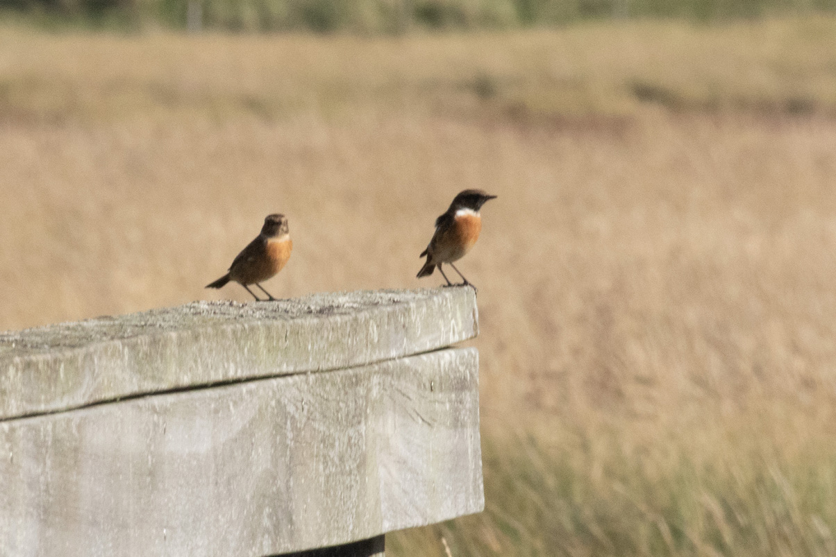 Pair of Stonechat01 10 22 3117