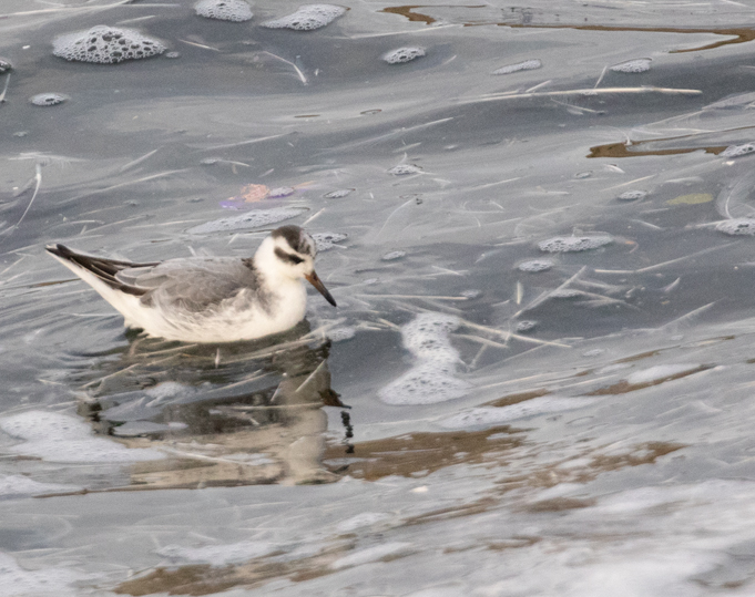 Phalarope29 11 21 2292