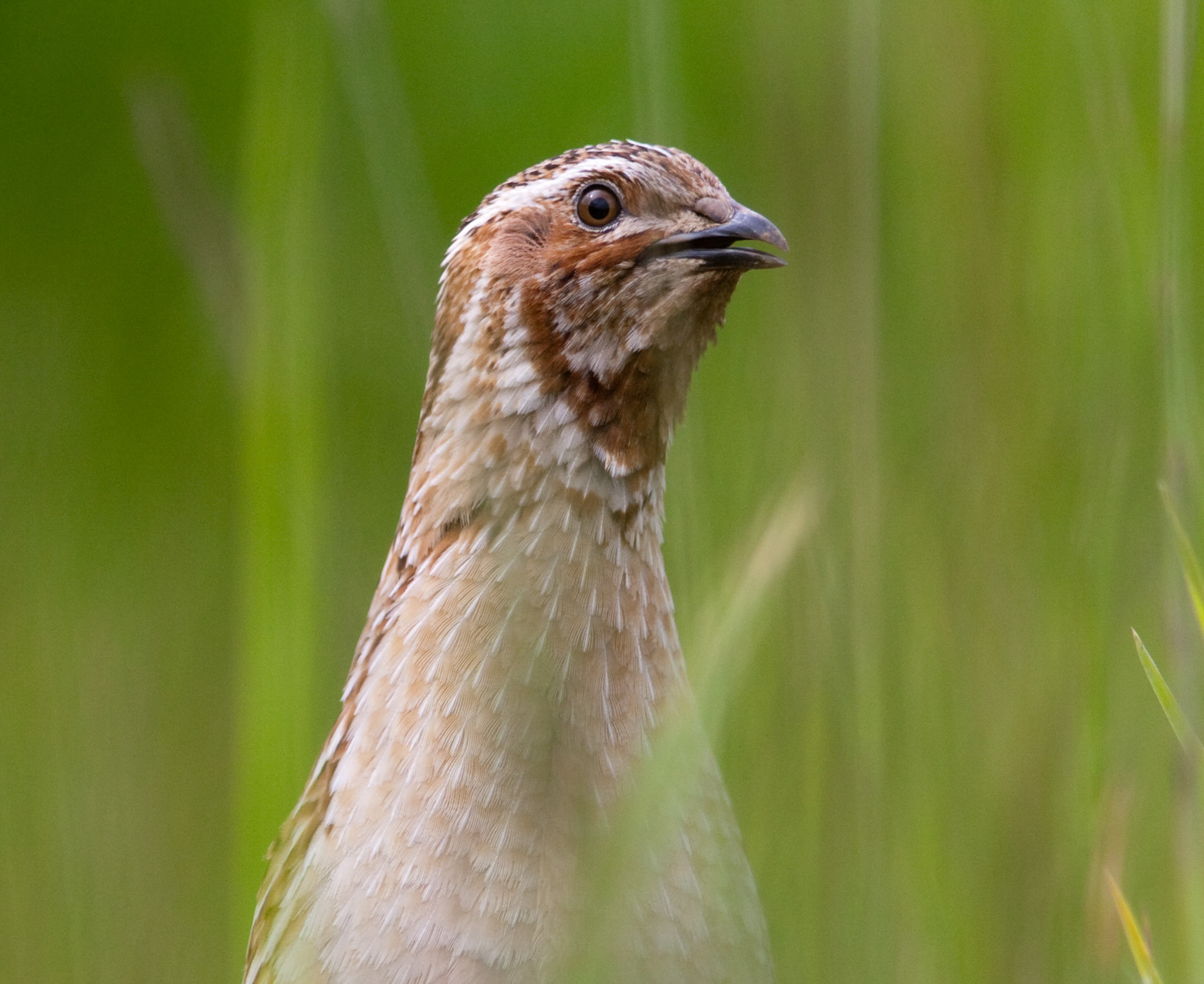 Quail 040606 NLincs GPCatley c