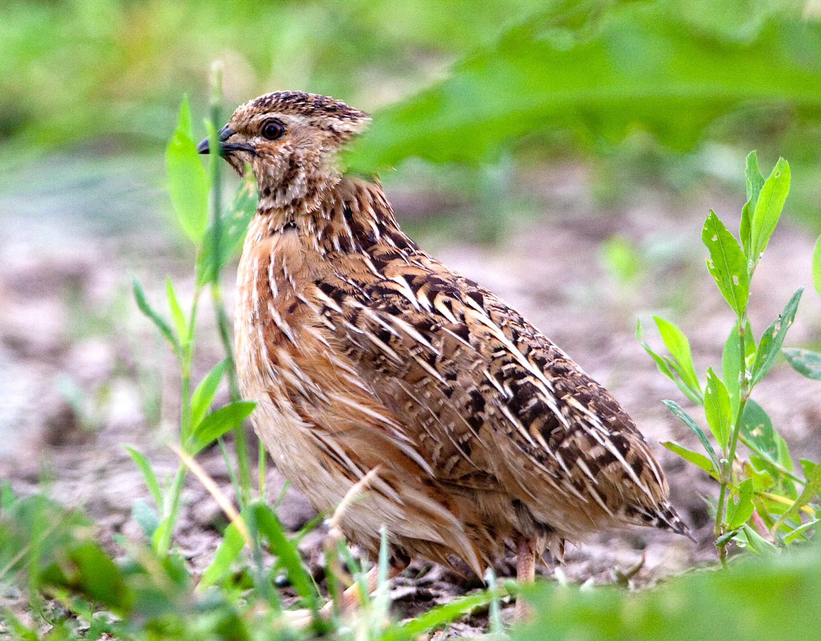 Quail 2005 NLincs GPCatley