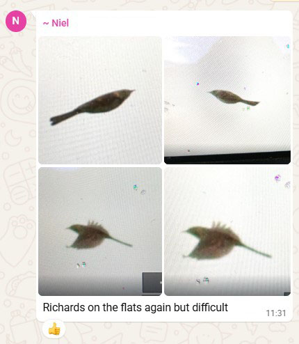 Richards Alkbourgh NEW