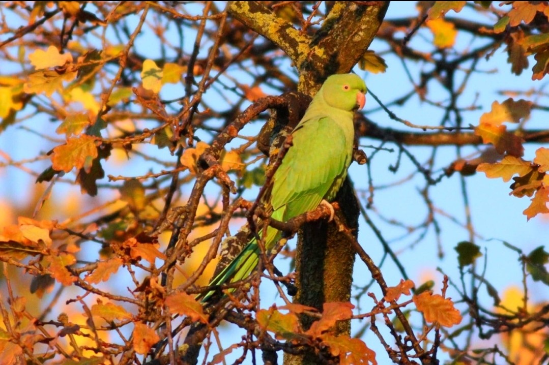 Ring necked Parakeet Paul Bailes