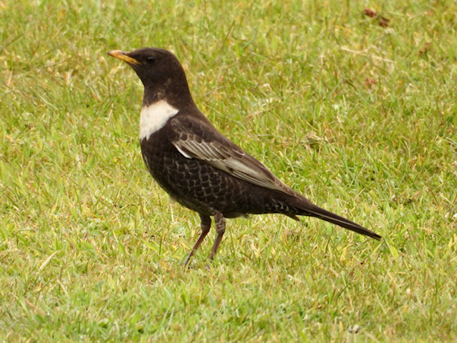 RingOuzel 020521 Brigsley MHarrington93