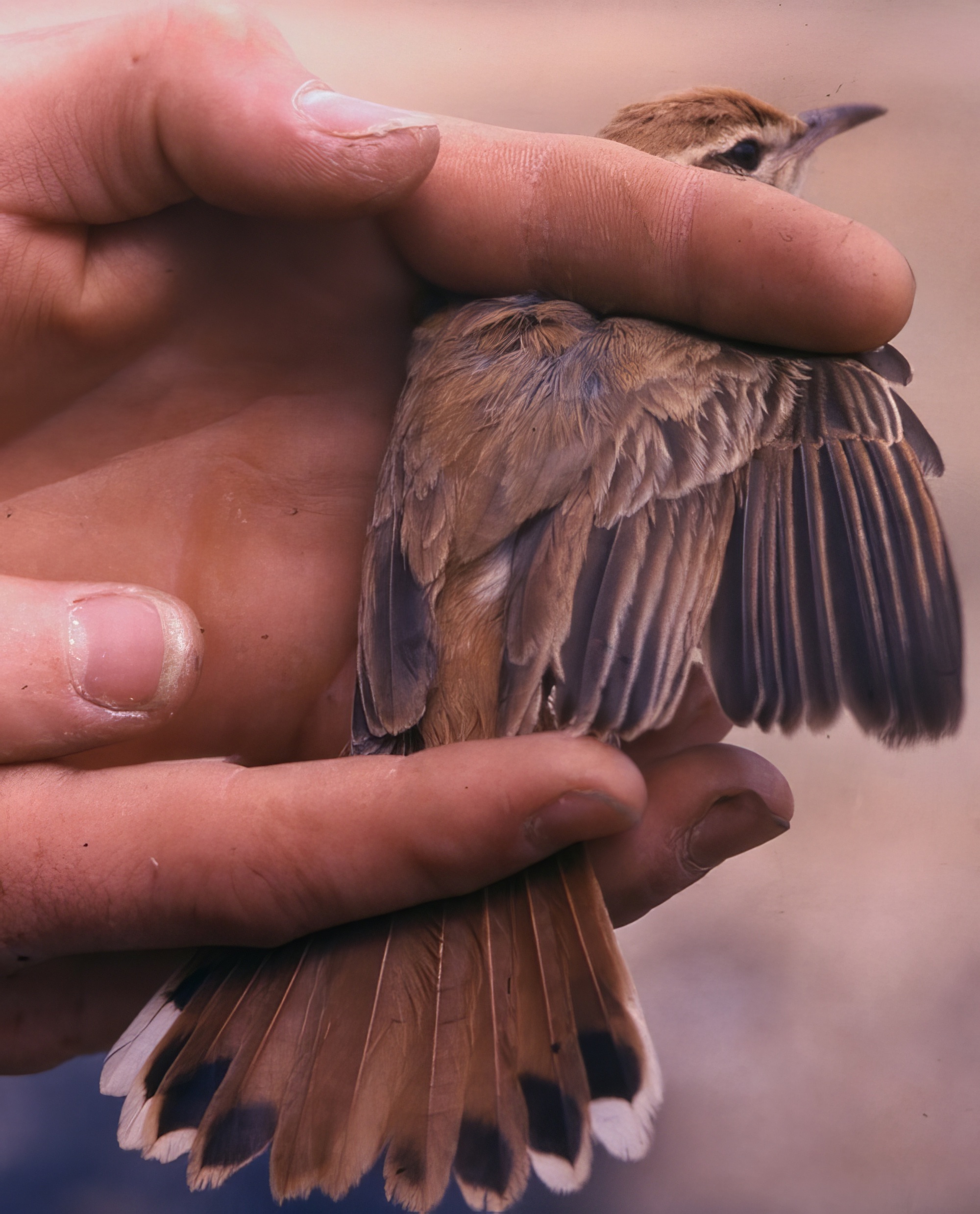 Rufous Bushchat Butlins Camp Skegness 4Sept1963 RBW topaz enhance