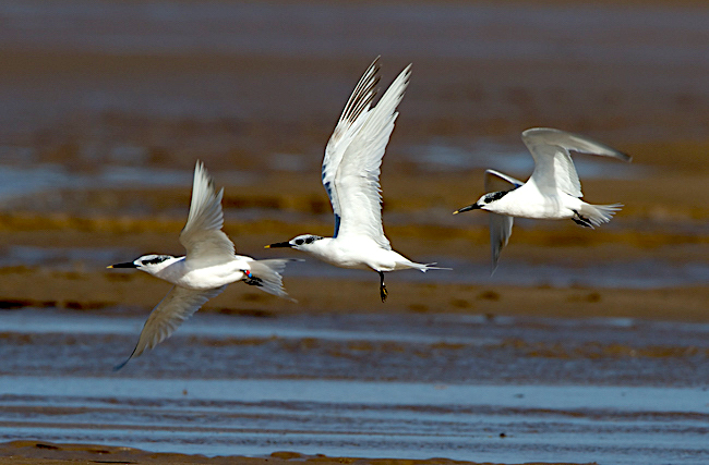 Sandwich Terns 290912 GPBO RTelfer