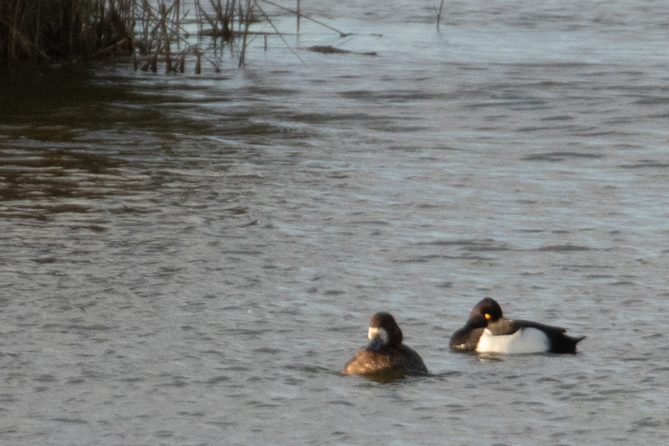 Scaup29 12 22 4416