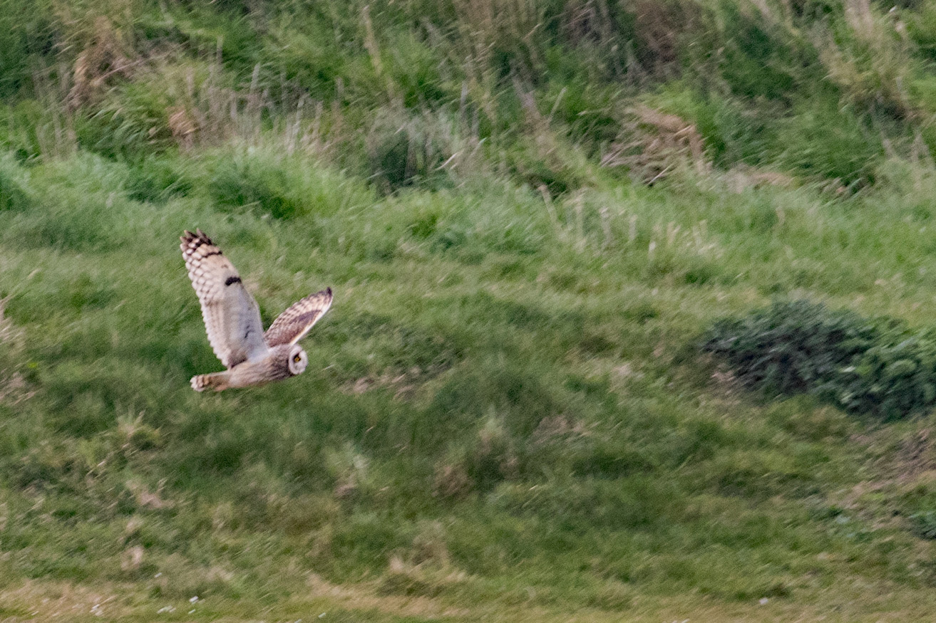 Short eared Owl