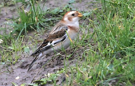 SnowBunting_SW.jpg