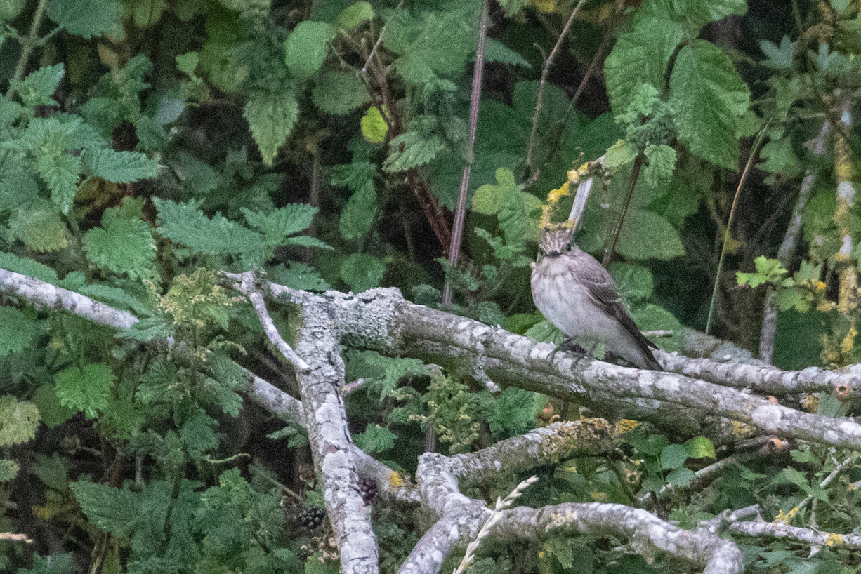 SpottedFlycatcher18 08 23 6068