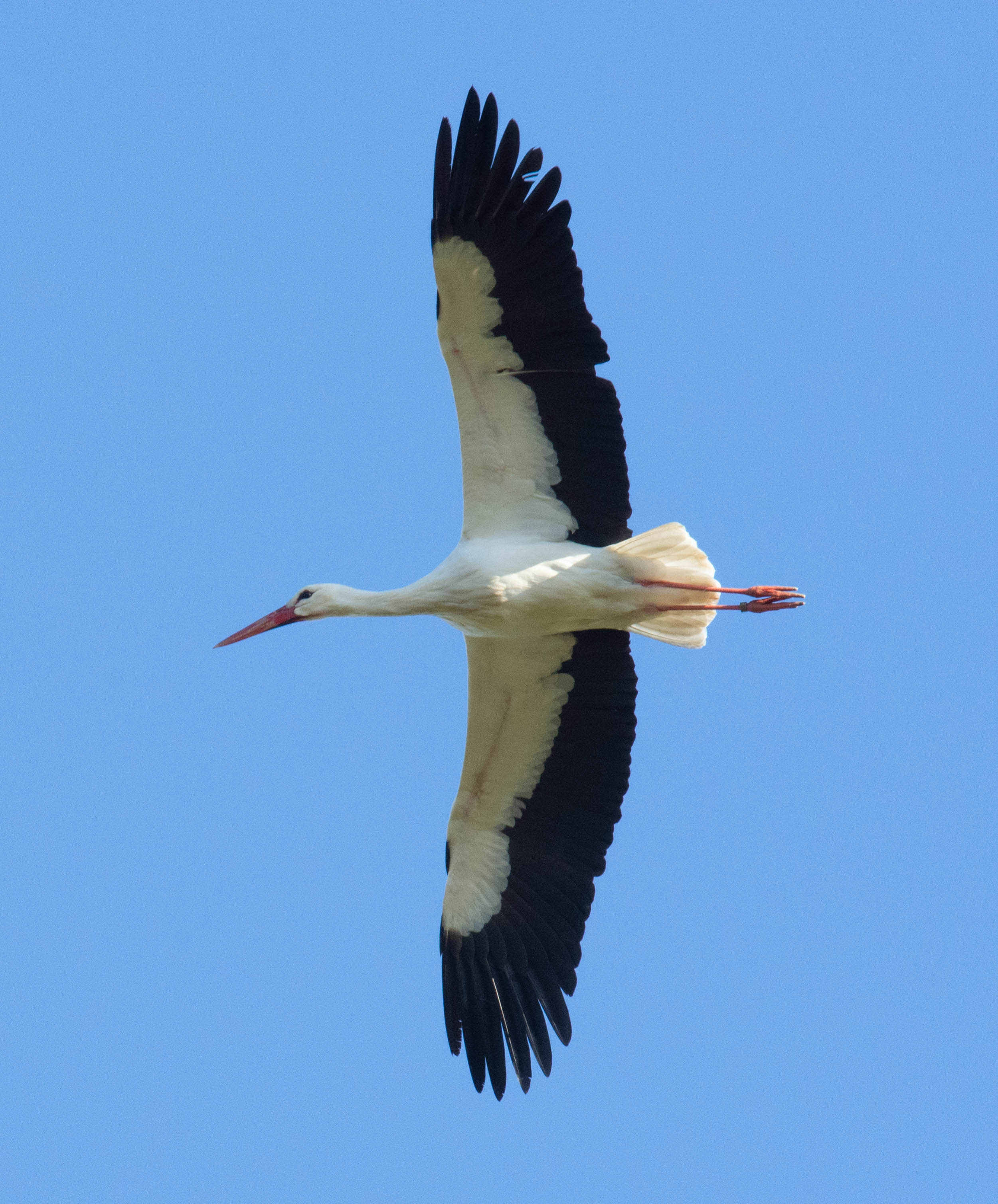 WhiteStork Healing 220421 AArbon