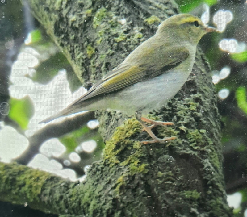 WoodWarbler JS