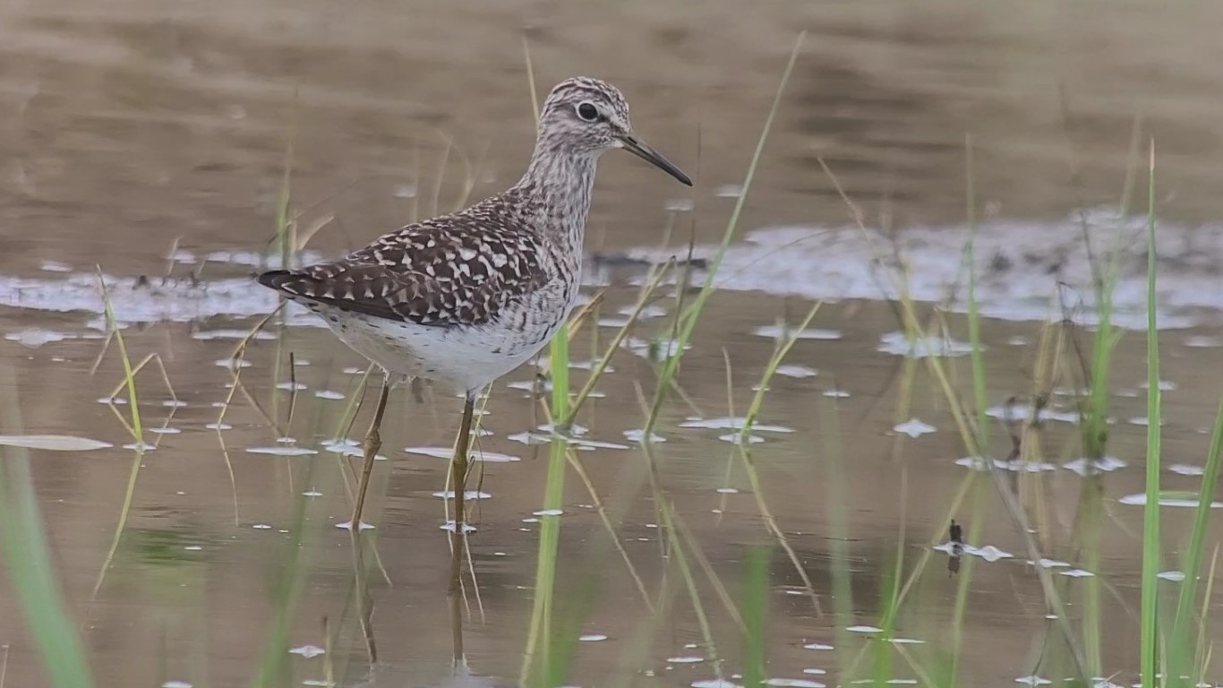 Wood Sandpiper at Frampton. Owen Beaumont. Medium