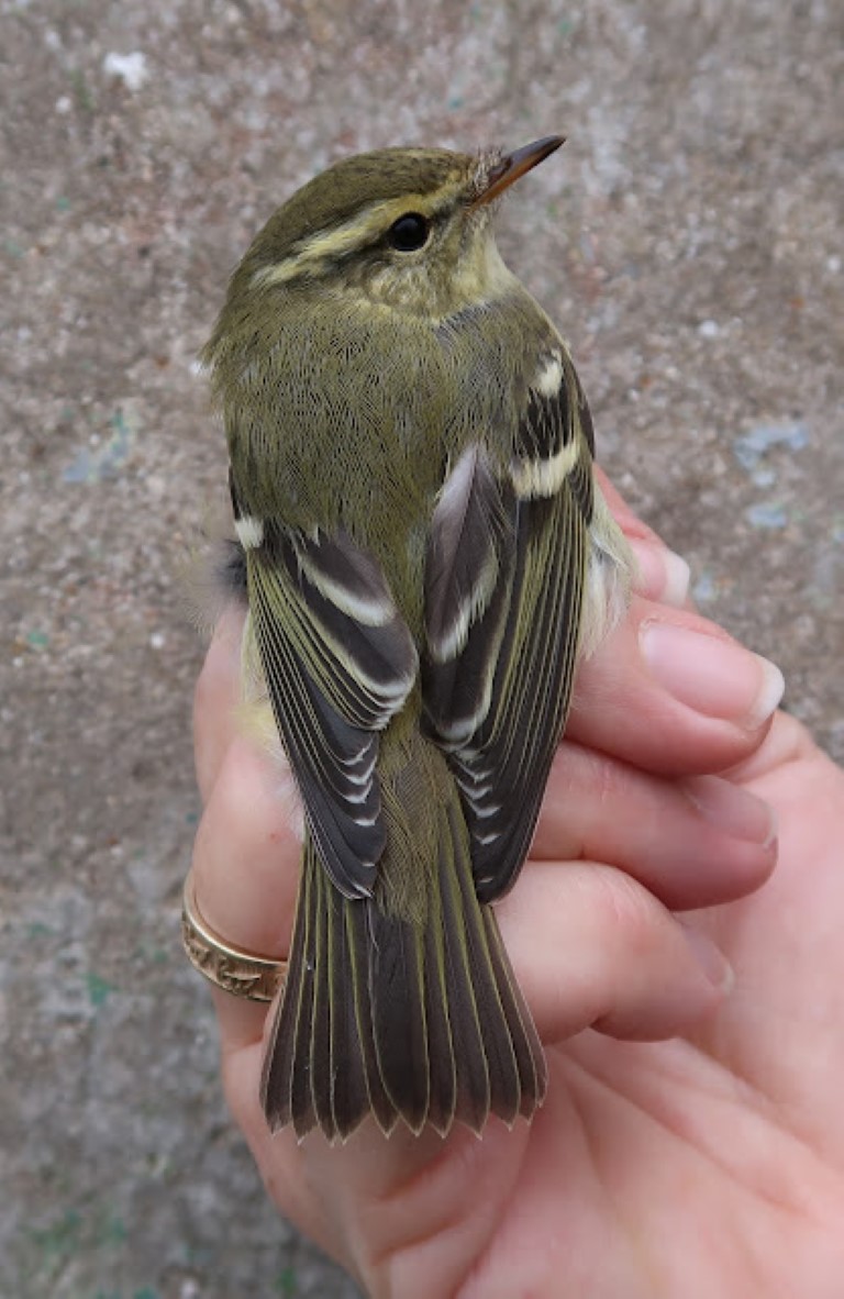 YBW Medium