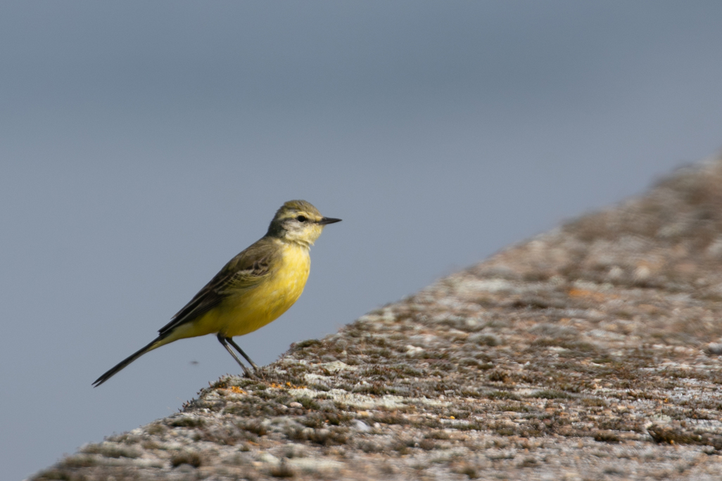 Yellow Wagtail26 04 21 1885