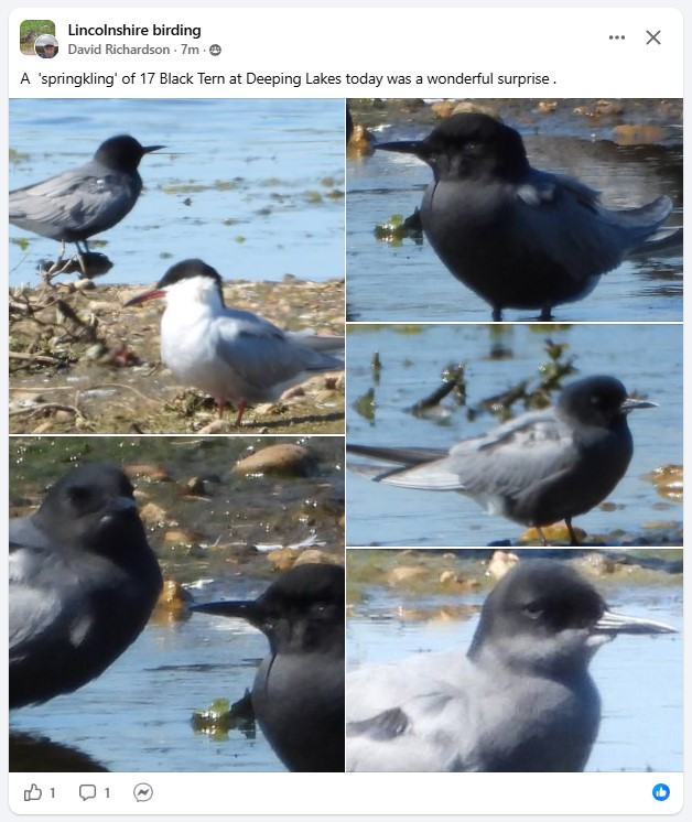 black_terns.jpg