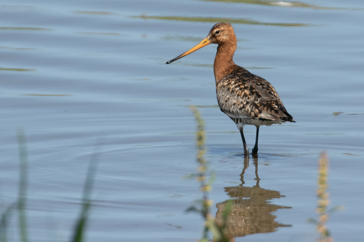 blacktailedgodwit