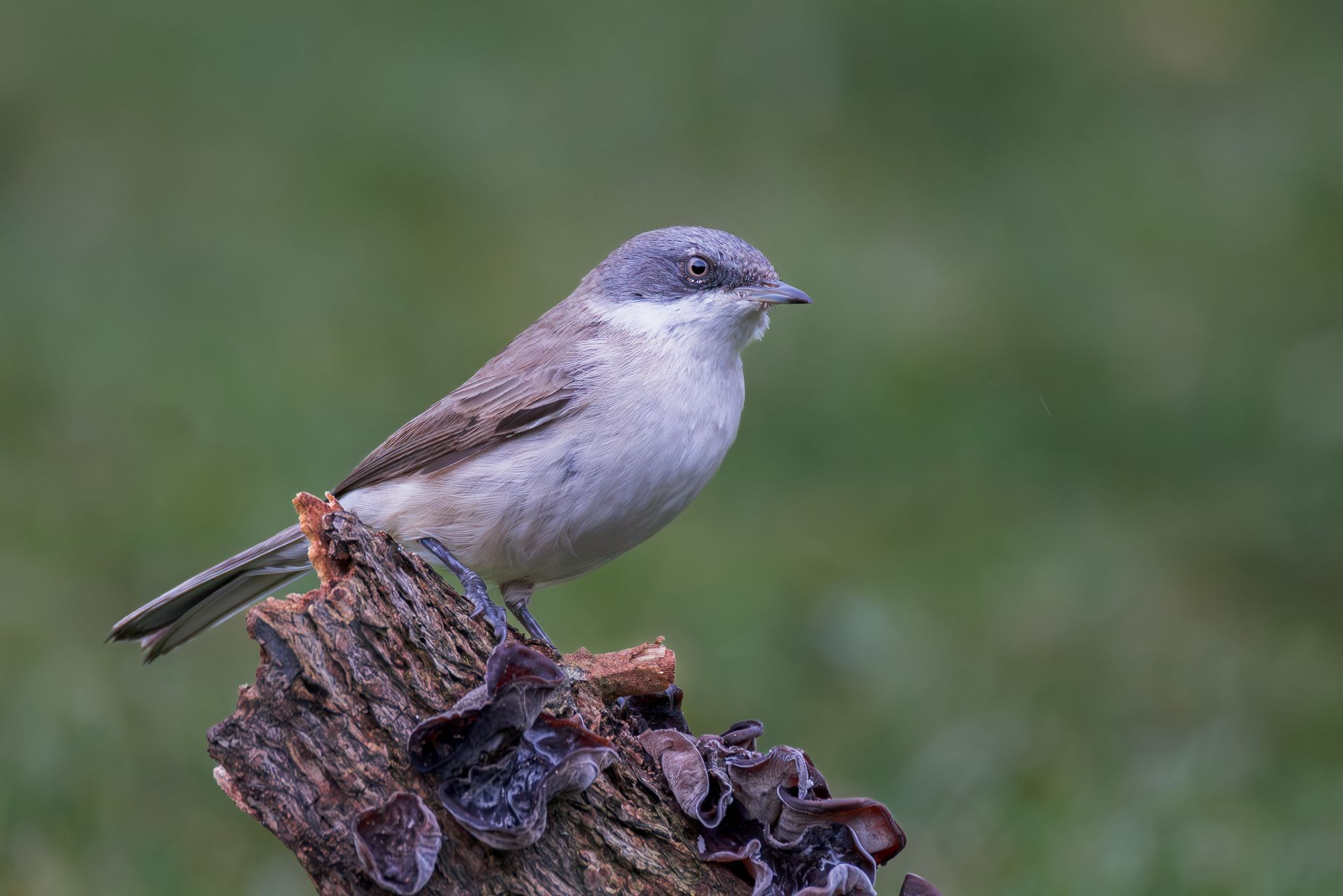 c5d04fc8 228d 4170 add8 6f27fb488972