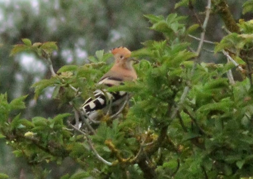 hoopoe_040526.jpg