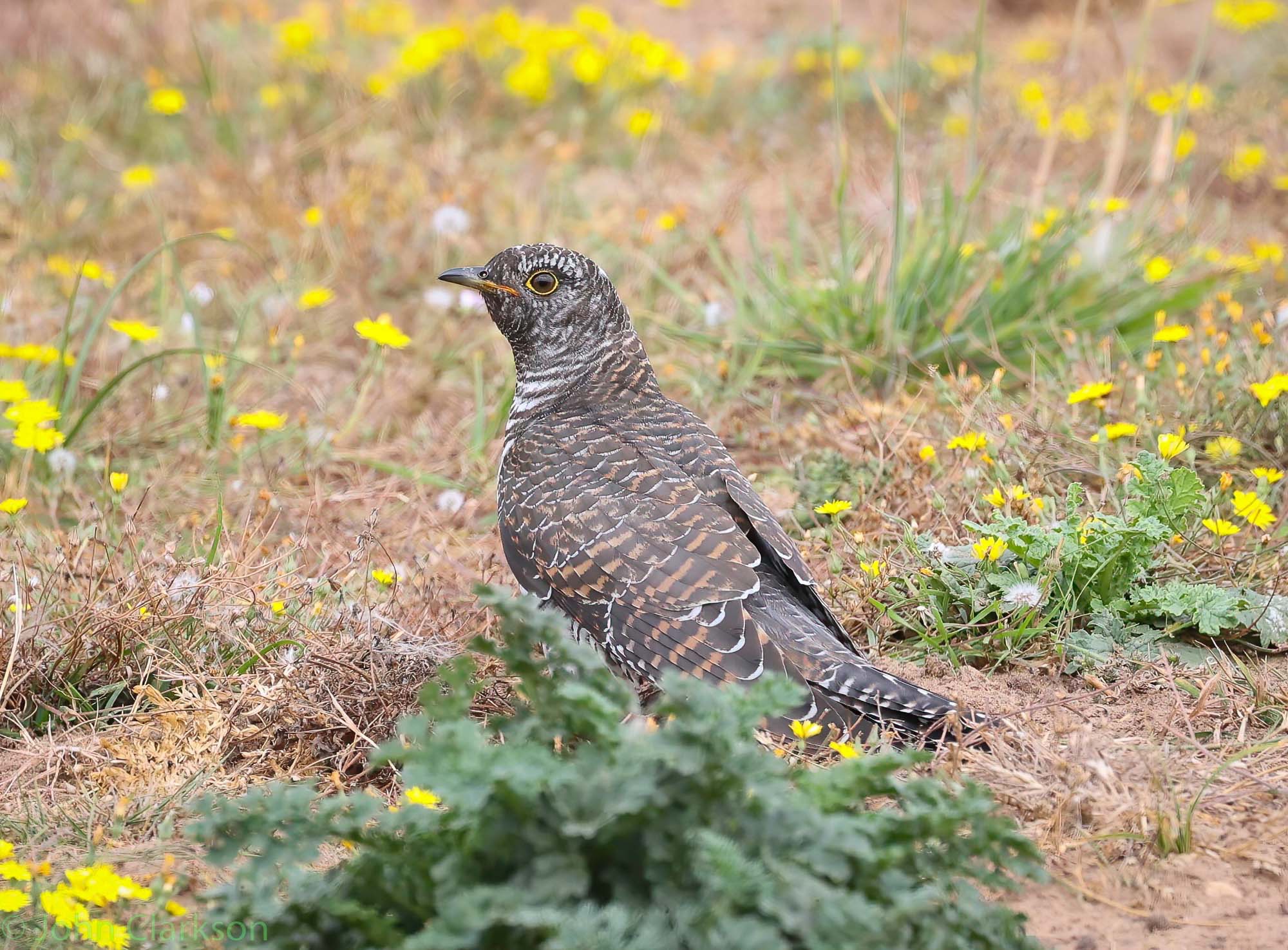 juv cuckoo 26th juk saltfleetby