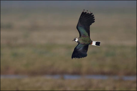 lapwing