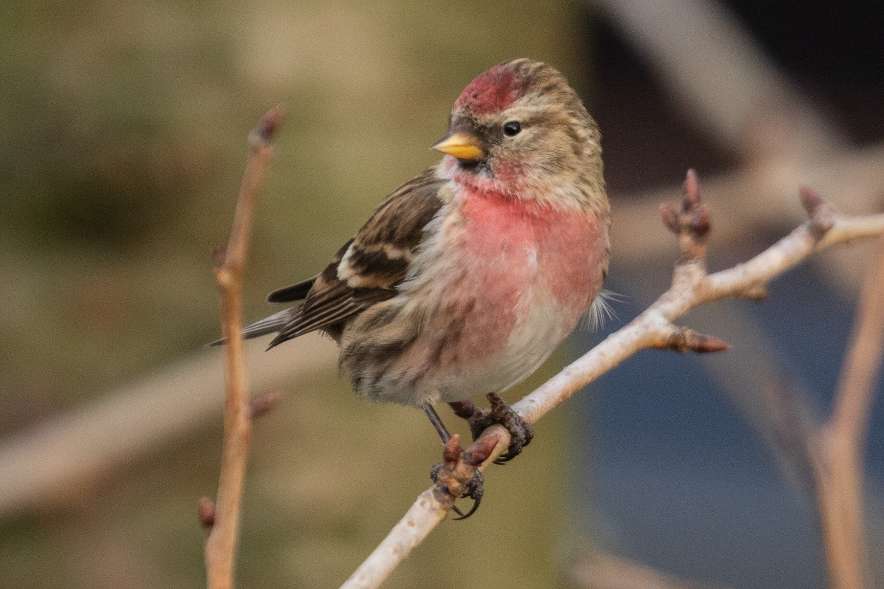 lesser redpoll 02 02 23 5801