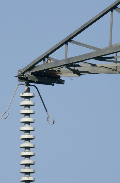 peg_pylon.jpg