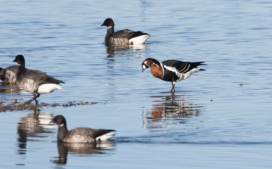 redbreastedgoose11 02 22 5896