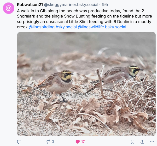 shorelark_-080126.png