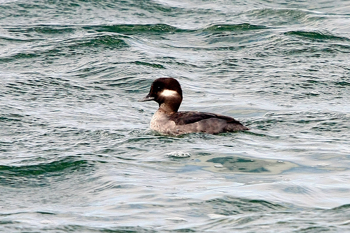 Bufflehead CovRes 27.04.12 RoyH