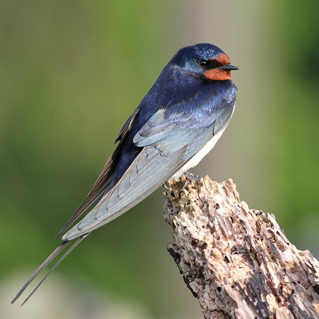 Swallow RH1