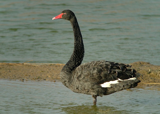 BlackSwan PN1