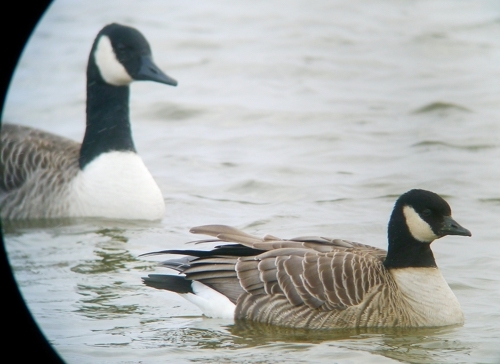 CacklingGoose Freiston 2013 PS1