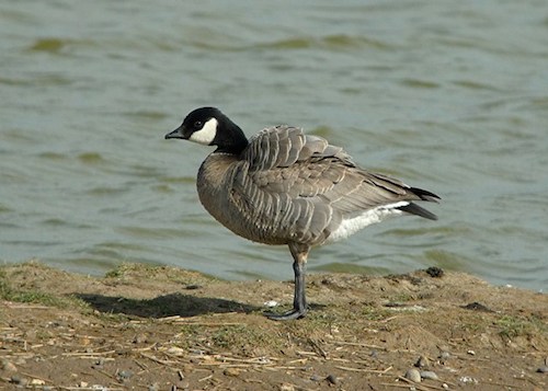 CacklingGoose GPBO 2013 PN1