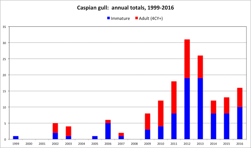 CaspianGull Histo1