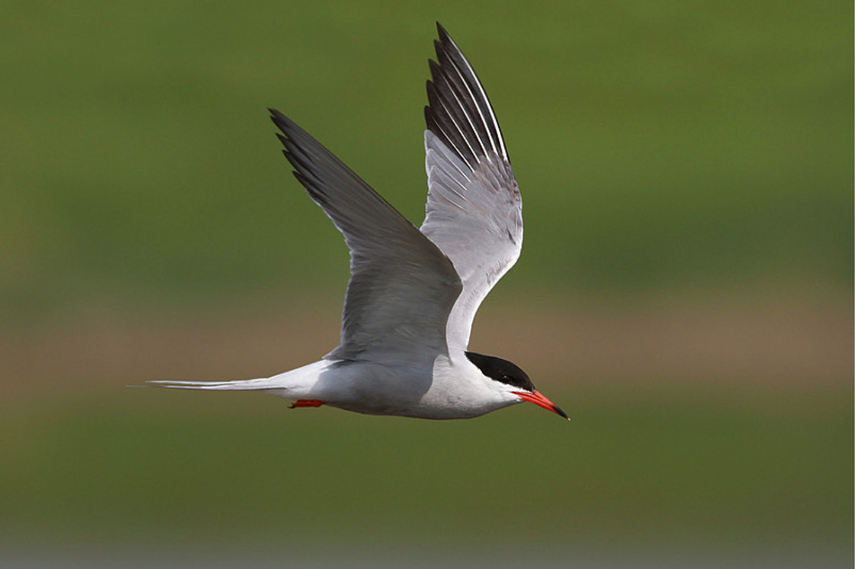 CommonTern NS1