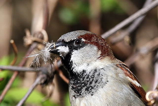 HouseSparrow DE1