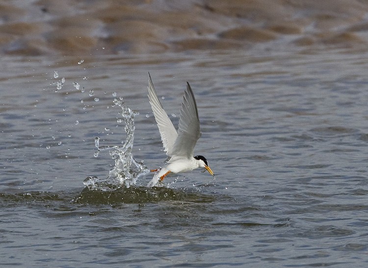 LittleTern GPC1