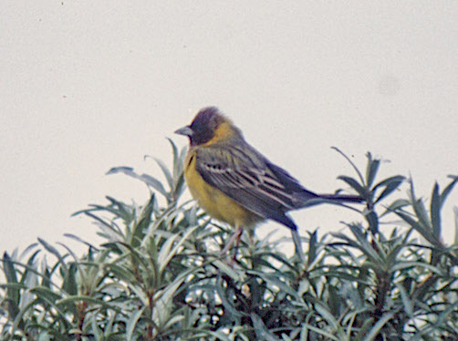 RHBunt Donna Nook 130783 GPC