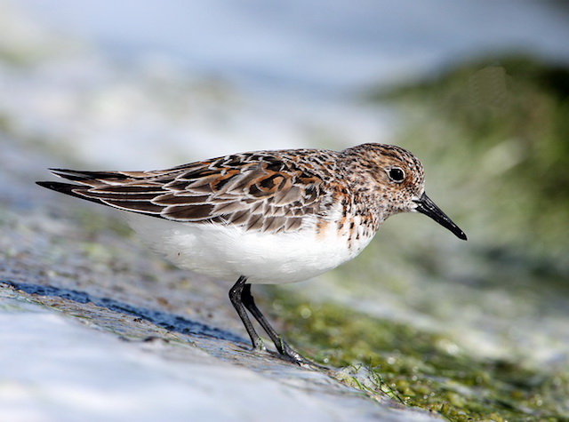 Sanderling DE1