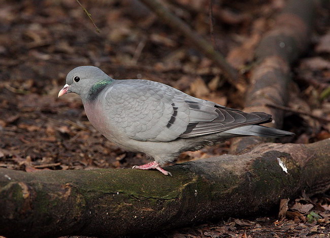 StockDove DE1