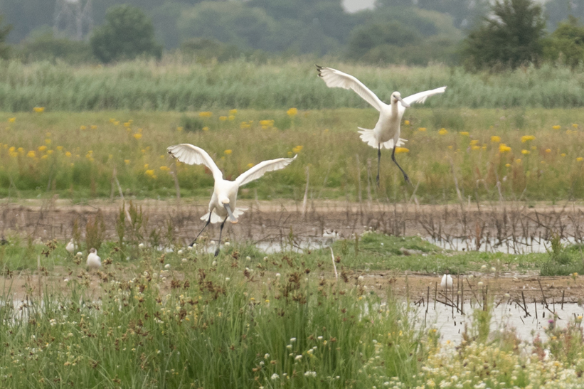 spoonbill23 07 21 7334